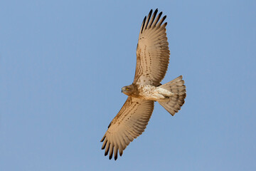Slangenarend, Short-toed Eagle, Circaetus gallicus