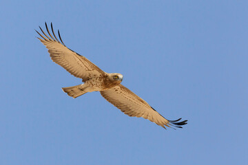 Slangenarend, Short-toed Eagle, Circaetus gallicus