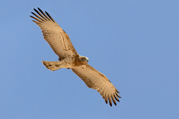 Slangenarend, Short-toed Eagle, Circaetus gallicus