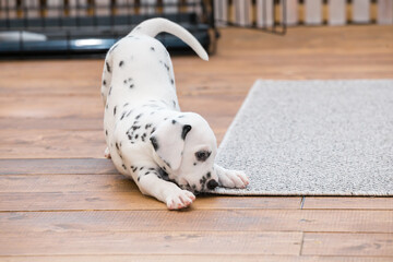 Little dalmatian puppy gnaws a corner of a gray carpet