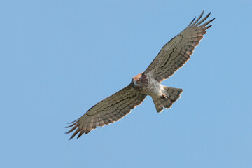 Short-toed Eagle, Slangenarend, Circaetus gallicus