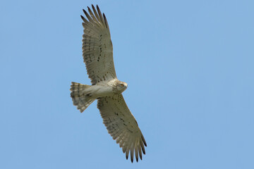 Short-toed Eagle, Slangenarend, Circaetus gallicus