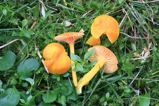 Hygrocybe ceracea, known as butter waxcap or wax cap, wild mushroom from Finland