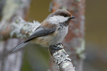 Bruinkopmees, Grey-headed Chickadee, Poecile cinctus
