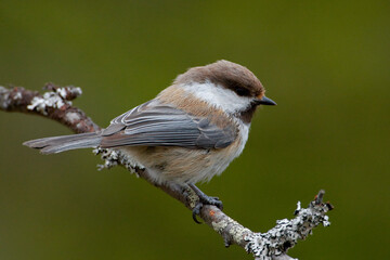 Bruinkopmees, Grey-headed Chickadee, Poecile cinctus