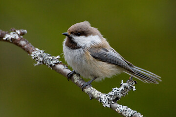 Bruinkopmees, Grey-headed Chickadee, Poecile cinctus