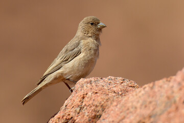 Sinairoodmus, Sinai Rosefinch, Carpodacus synoicus
