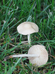 Entoloma sericellum, known as cream pinkgill or silky pinkgill, wild mushroom from Finland