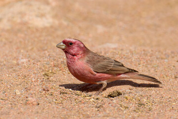 Sinairoodmus, Sinai Rosefinch, Carpodacus synoicus