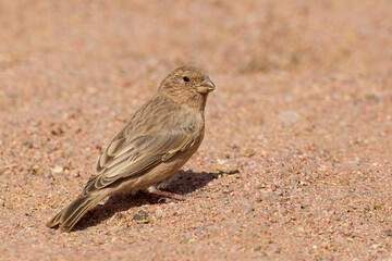 Sinairoodmus, Sinai Rosefinch, Carpodacus synoicus
