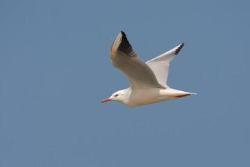 Dunbekmeeuw, Slender-billed Gull, Chroicocephalus genei
