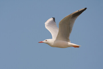 Dunbekmeeuw, Slender-billed Gull, Chroicocephalus genei