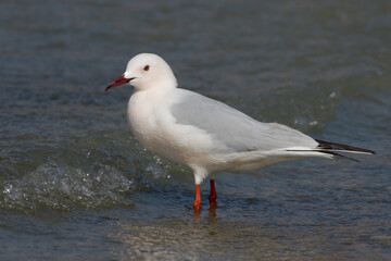 Dunbekmeeuw, Slender-billed Gull, Chroicocephalus genei