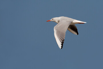 Dunbekmeeuw, Slender-billed Gull, Chroicocephalus genei