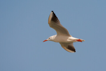Dunbekmeeuw, Slender-billed Gull, Chroicocephalus genei