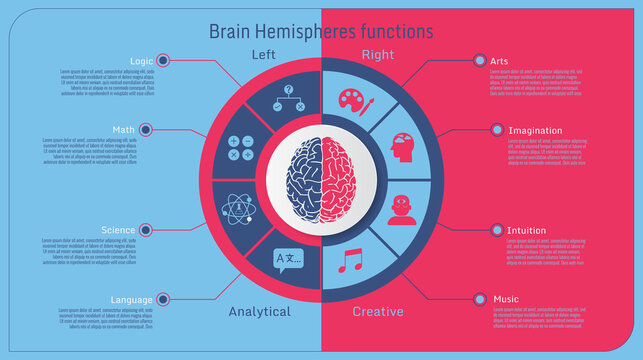 Human Brain Hemispheres Functional Inforgraphic BG