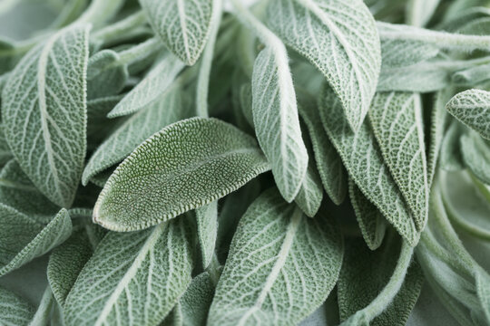  Clary Sage natural green leaves macro background