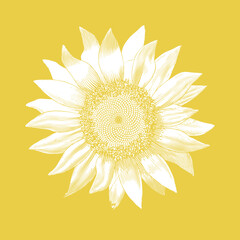 Monochrome sunflower vintage illustration drawing isolated on yellow BG