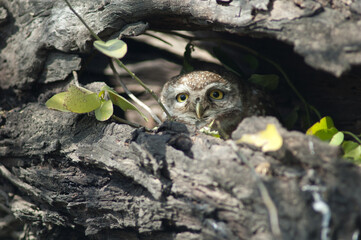 Spotted owlet Athene brama hidding in a tree hole. Keoladeo Ghana National Park. Bharatpur. Rajasthan. India.