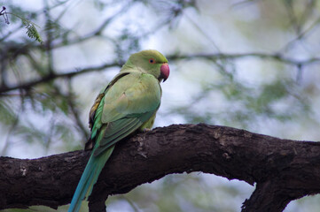 Female rose-ringed parakeet Psittacula krameri. Keoladeo Ghana National Park. Bharatpur. Rajasthan. India.