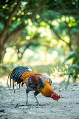 A beautifully standing cock