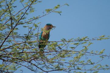 Southern roller Coracias benghalensis indicus. Keoladeo Ghana National Park. Bharatpur. Rajasthan. India.