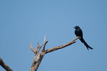 Black drongo Dicrurus macrocercus on a branch. Keoladeo Ghana National Park. Bharatpur. Rajasthan. India.