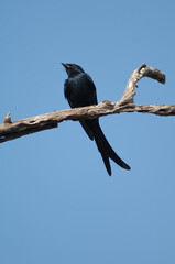 Black drongo Dicrurus macrocercus on a branch. Keoladeo Ghana National Park. Bharatpur. Rajasthan. India.