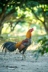 A beautifully standing cock
