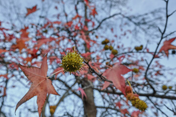 Dry red leaves of trees in autumn. fruit with spikes