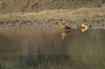 Pair of ruddy shelduck Tadorna ferruginea. Keoladeo Ghana National Park. Bharatpur. Rajasthan. India.