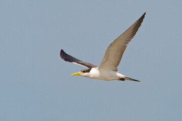 Grote Kuifstern, Swift Tern, Sterna bergii