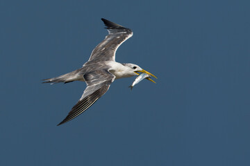 Obraz premium Grote Kuifstern, Swift Tern, Sterna bergii