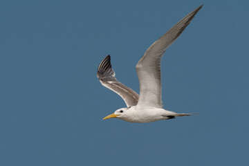 Grote Kuifstern, Swift Tern, Sterna bergii