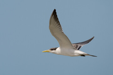 Grote Kuifstern, Swift Tern, Sterna bergii