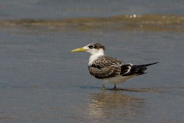 Grote Kuifstern, Swift Tern, Sterna bergii