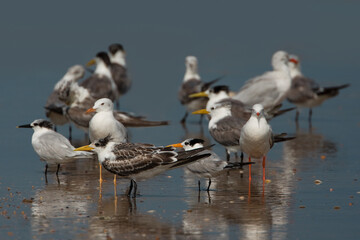 Grote Kuifstern, Swift Tern, Sterna bergii