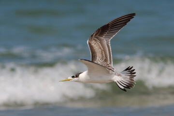 Grote Kuifstern, Swift Tern, Sterna bergii