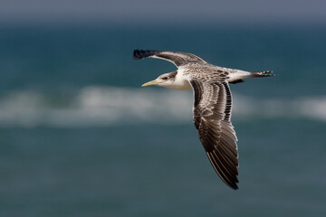 Naklejka premium Grote Kuifstern, Swift Tern, Sterna bergii