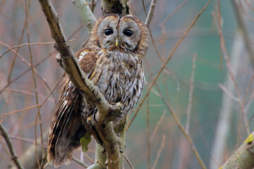 Tawny Owl, Bosuil, Strix aluco
