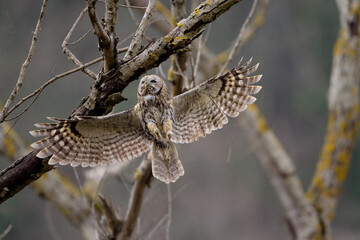 Tawny Owl, Bosuil, Strix aluco