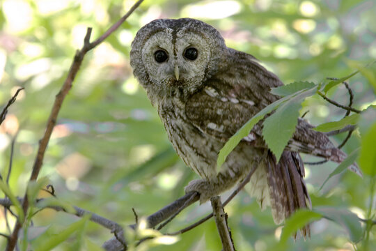 Tawny Owl, Bosuil, Strix aluco