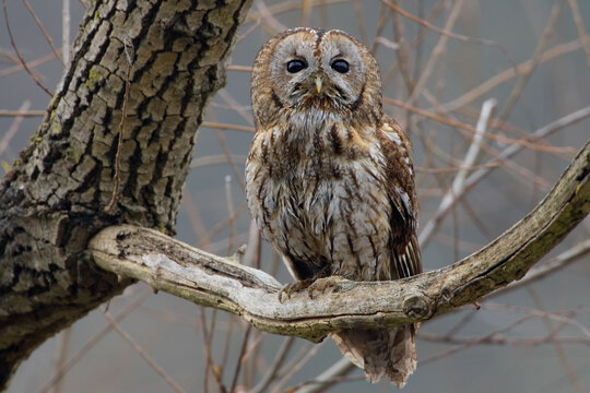 Tawny Owl, Bosuil, Strix aluco