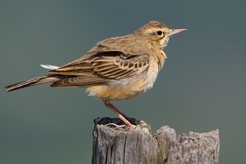 Calandro; Tawny Pipit; Anthus campestris;