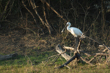Eurasian spoonbill Platalea leucorodia on a tree trunk. Keoladeo Ghana National Park. Bharatpur. Rajasthan. India.