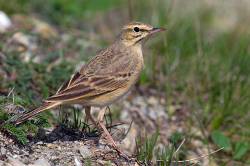 Duinpieper, Tawny Pipit, Anthus campestris