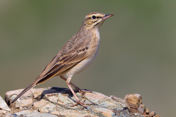 Duinpieper, Tawny Pipit, Anthus campestris