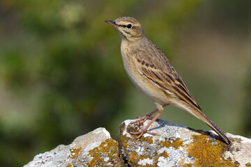Duinpieper, Tawny Pipit, Anthus campestris