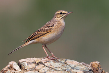 Duinpieper, Tawny Pipit, Anthus campestris