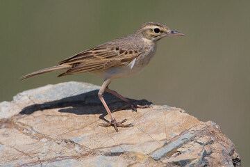 Duinpieper, Tawny Pipit, Anthus campestris